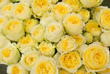 開運お花セラピスト講座
黄色は何の運気に作用する？