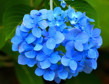 開運お花セラピスト講座
青色は何の運気に作用する？