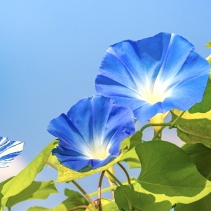 供花としてNGなお花
５選はこれ！