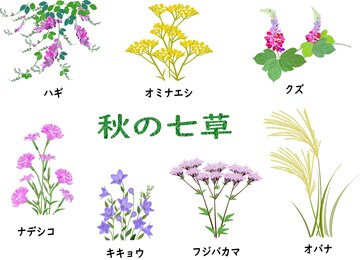 秋の七草言えますか？