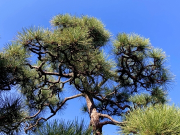 誕生木って知ってますか？