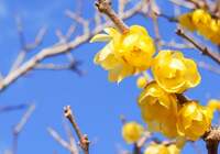 【花の力】まるで蠟細工のようなお花です。